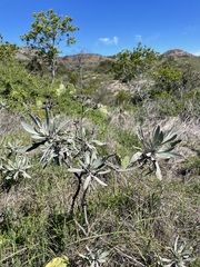 Eriodictyon traskiae traskiae