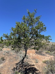 Cercocarpus betuloides blancheae