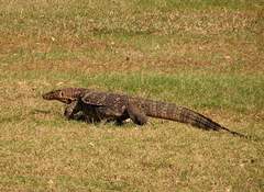 Varanus salvator macromaculatus