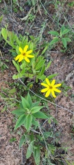 Wedelia riedelii