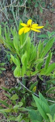 Wedelia riedelii