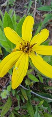 Wedelia riedelii