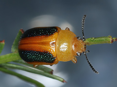Calomela parilis