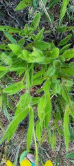 Wedelia riedelii
