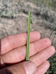Carex triquetra