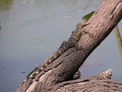 Varanus salvator macromaculatus