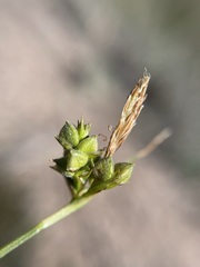 Carex triquetra