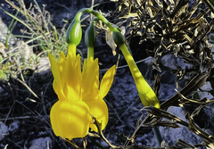 Narcissus triandrus lusitanicus