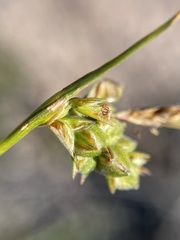 Carex triquetra