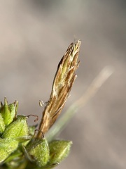 Carex triquetra