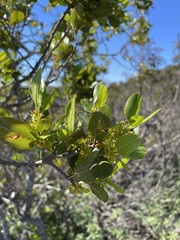 Rhamnus pirifolia
