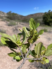 Rhamnus pirifolia