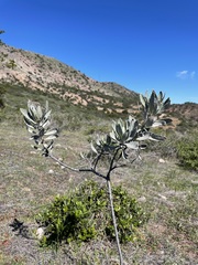 Eriodictyon traskiae traskiae