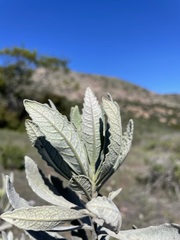 Eriodictyon traskiae traskiae