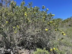 Dendromecon harfordii