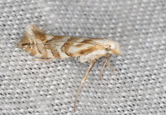 Aristaea periphanes