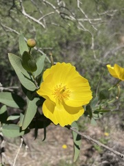 Dendromecon harfordii