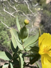 Dendromecon harfordii
