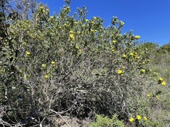 Dendromecon harfordii