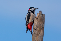 Dendrocopos major