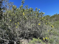 Dendromecon harfordii