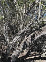 Dendromecon harfordii