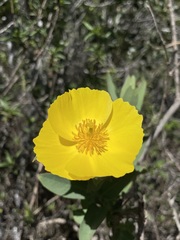 Dendromecon harfordii