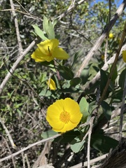 Dendromecon harfordii