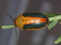 Calomela parilis