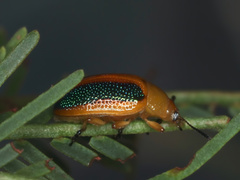 Calomela parilis