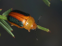 Calomela parilis