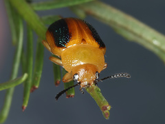 Calomela parilis