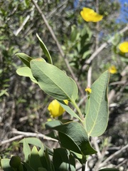 Dendromecon harfordii