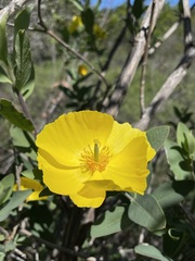 Dendromecon harfordii