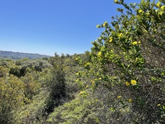 Dendromecon harfordii