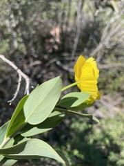 Dendromecon harfordii