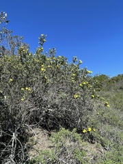 Dendromecon harfordii