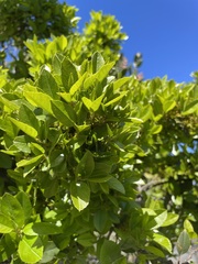 Rhamnus pirifolia