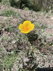 Eschscholzia ramosa