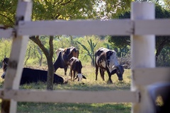 Bos indicus × taurus