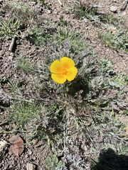 Eschscholzia ramosa
