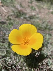 Eschscholzia ramosa