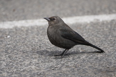 Euphagus cyanocephalus