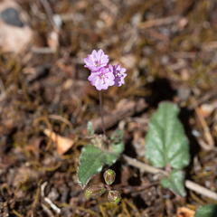 Boerhavia dominii