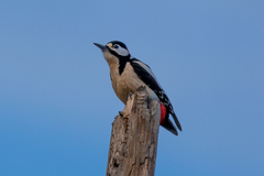 Dendrocopos major