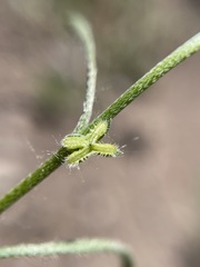 Pectocarya linearis ferocula