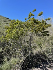 Rhamnus pirifolia