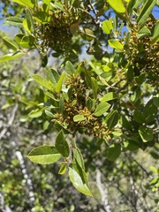 Rhamnus pirifolia