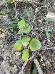 Ribes viburnifolium