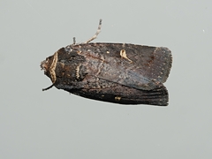 Proteuxoa hydraecioides